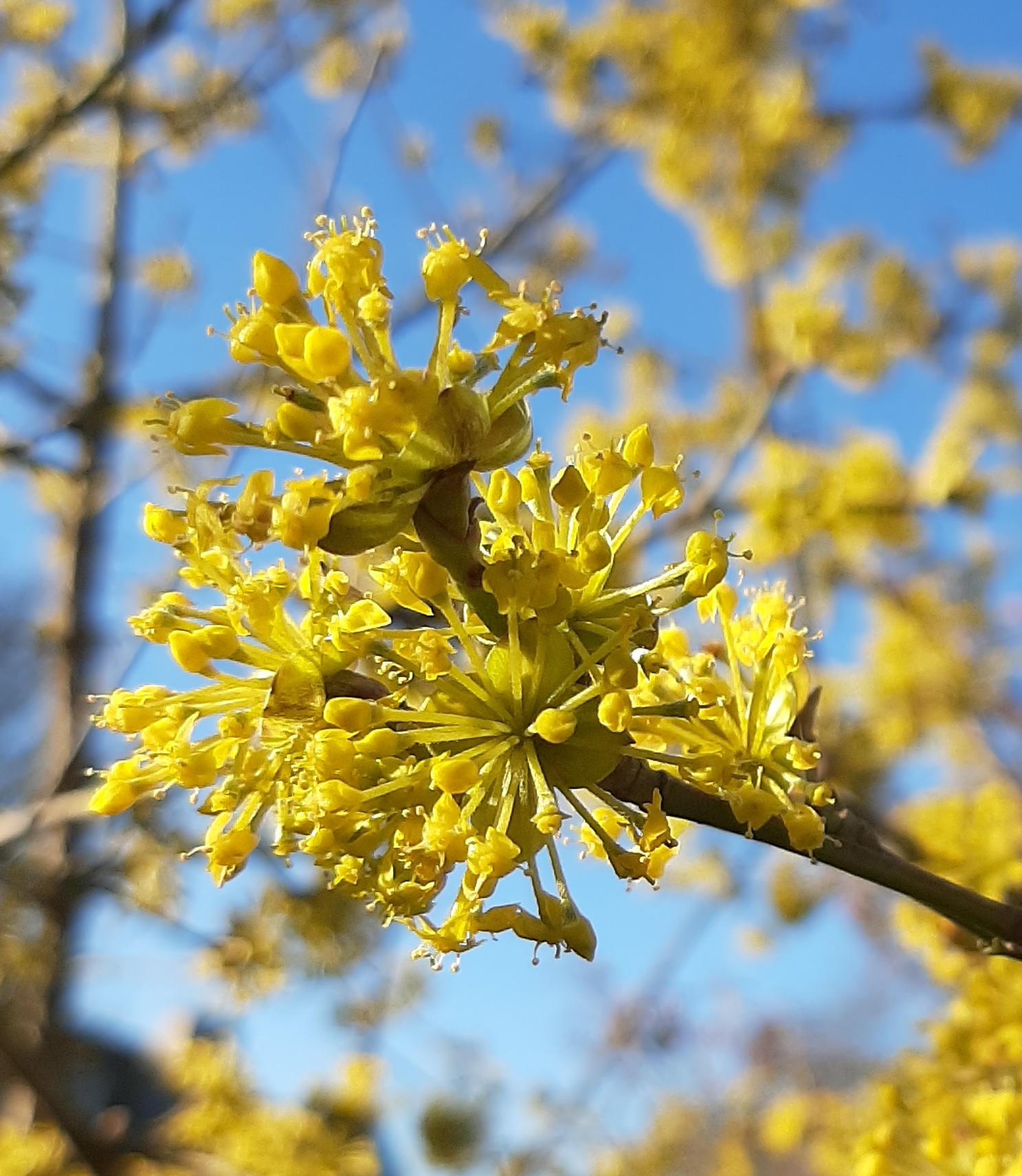 Cornus mas
