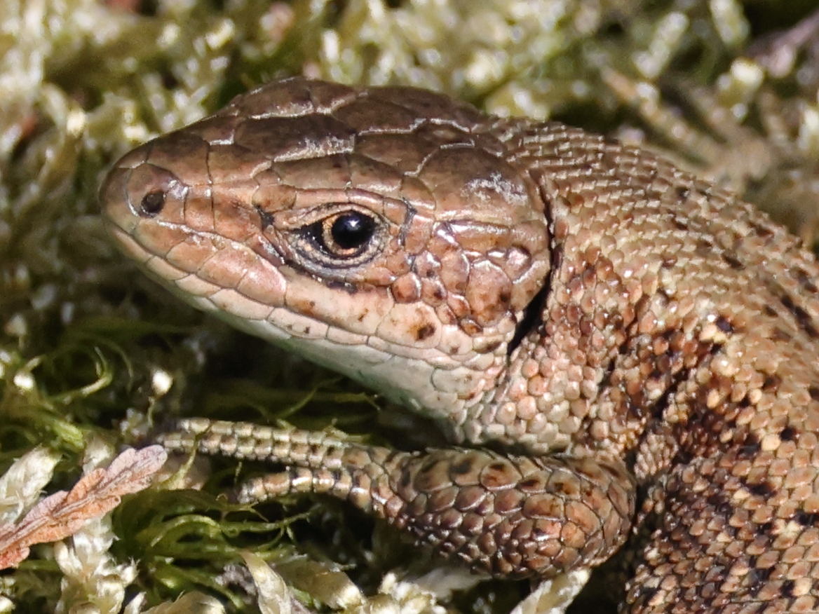 Contactavond 16 november 2026: Reptielen in ’t Gooi: soorten – monitoring – bedreigingen